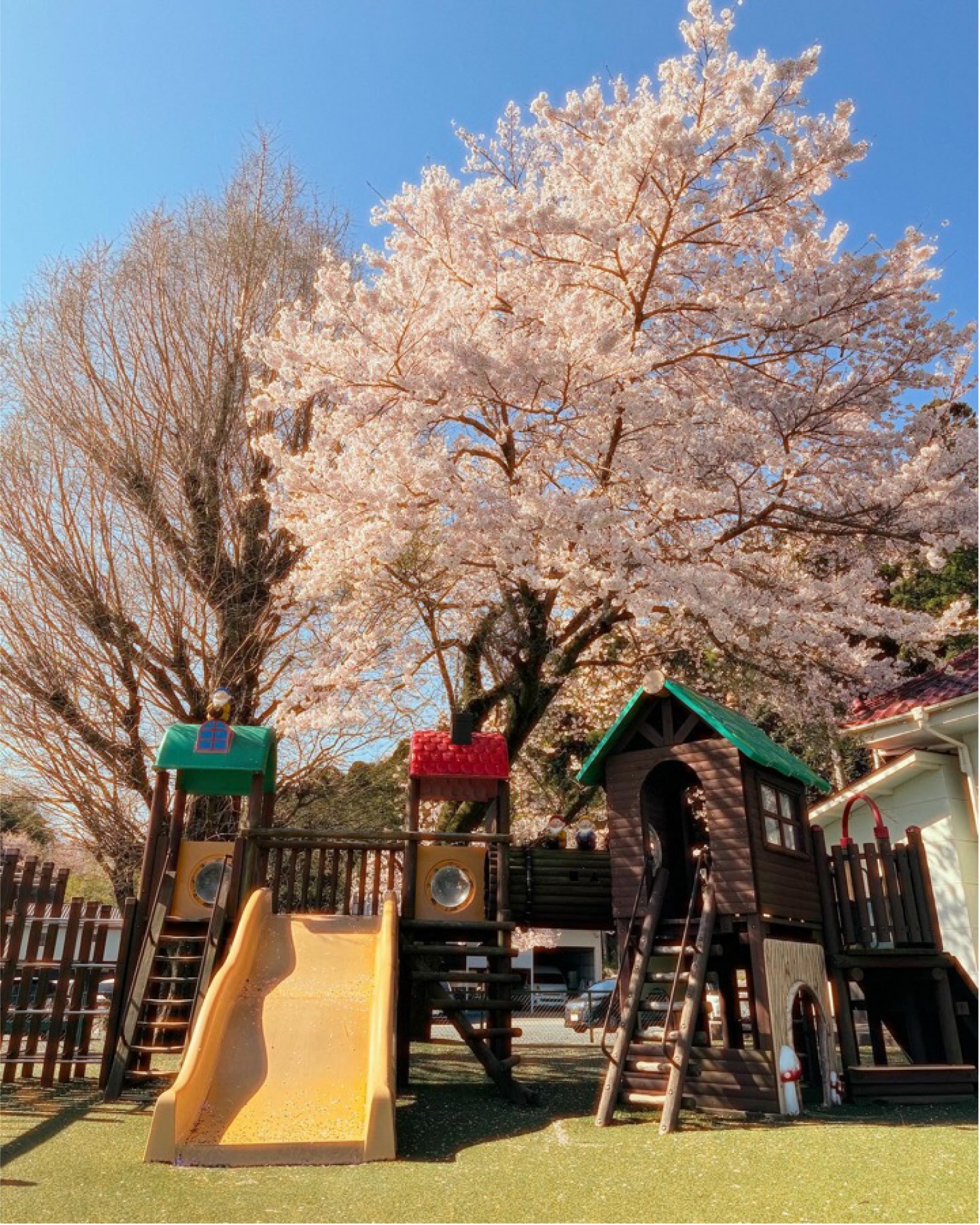 桜＆入園式